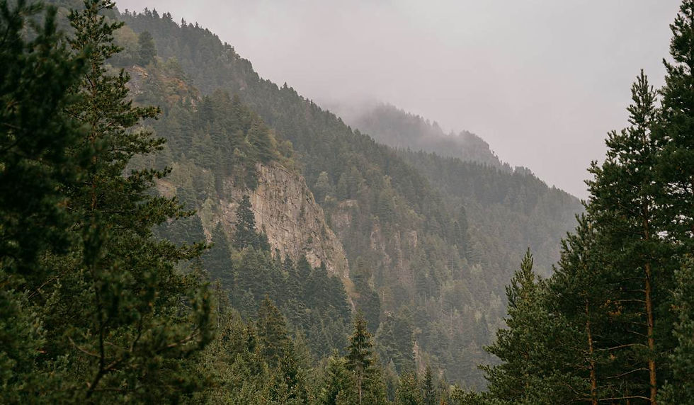 setesdal_skog.jpg
