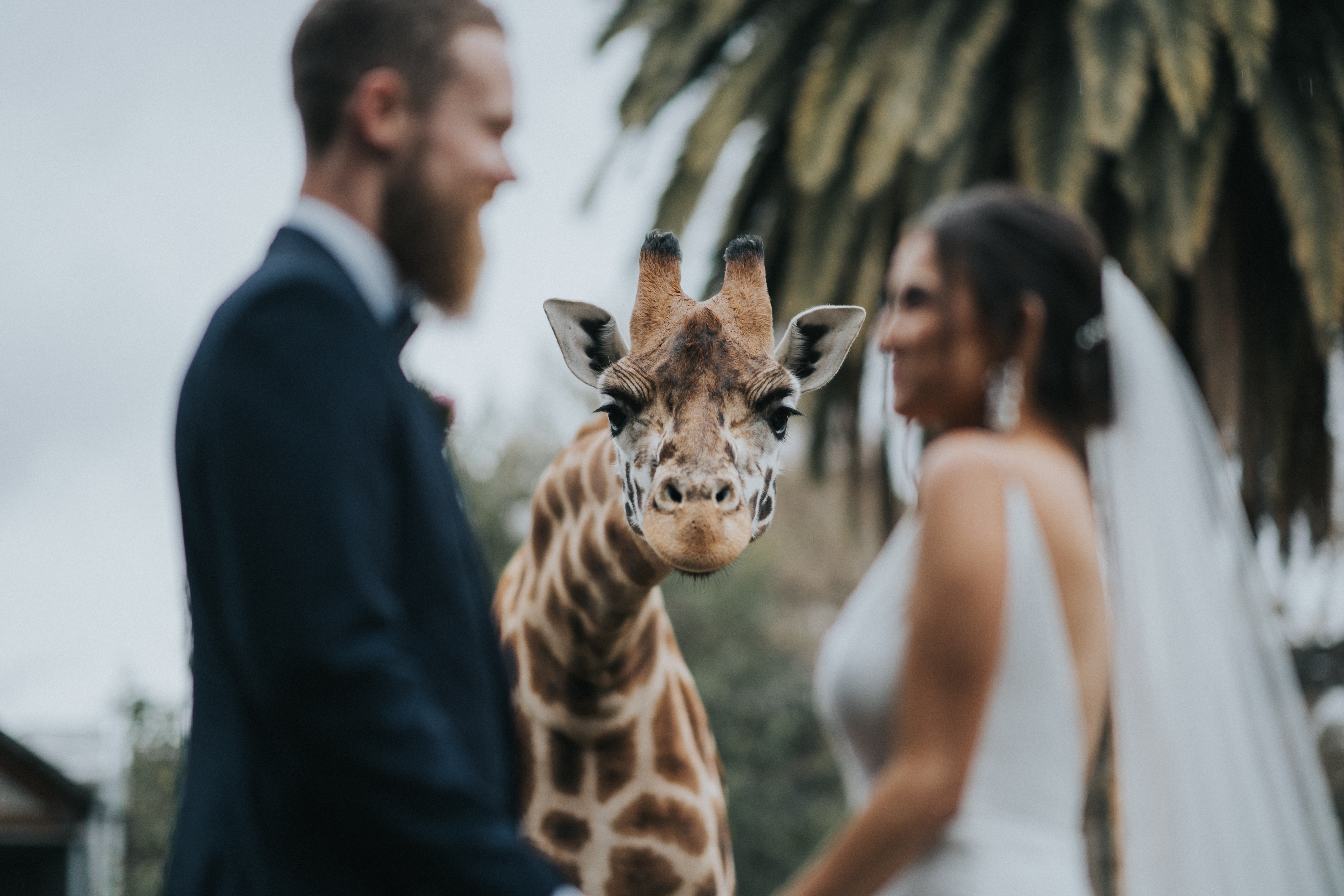 Melbourne zoo wedding photo