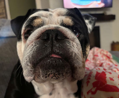 Dolly new.jpg