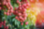 Fresh ripe lychee fruit hang on the lychee tree in the garden .jpg