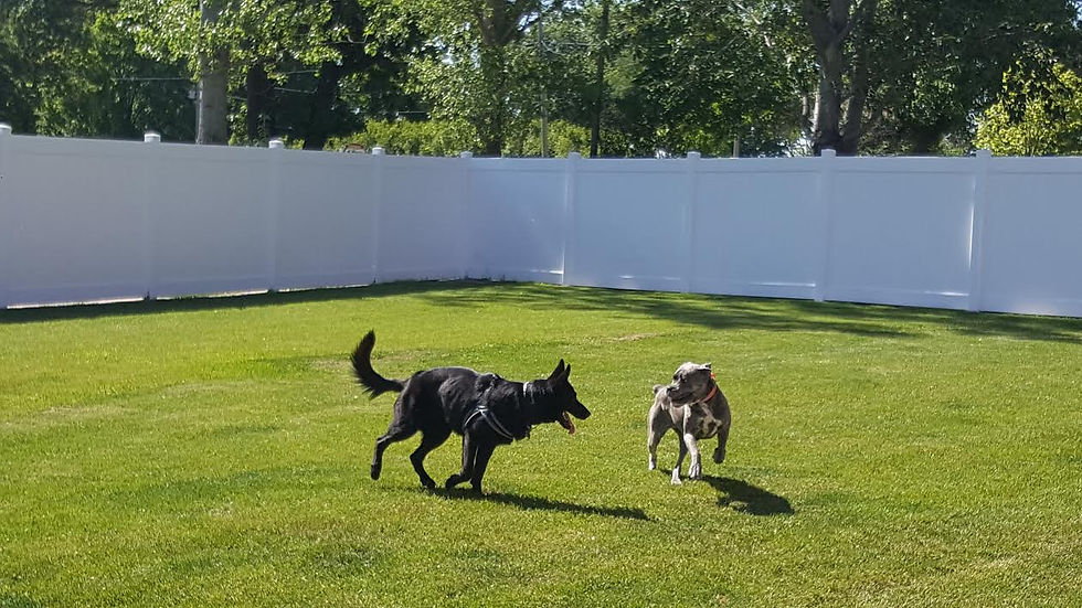 Dog Hotel Near Me United States Red Barn Pet Retreat