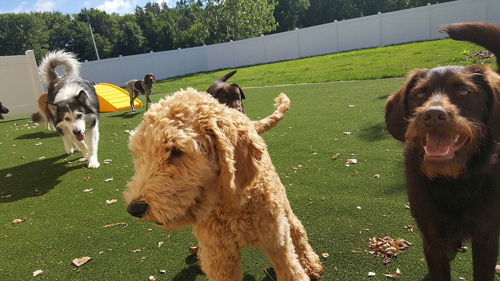 Dog Hotel Near Me United States Red Barn Pet Retreat