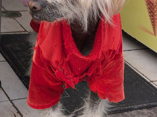 Part 8: The Dogs of Cusco — What They Remember That We Forgot