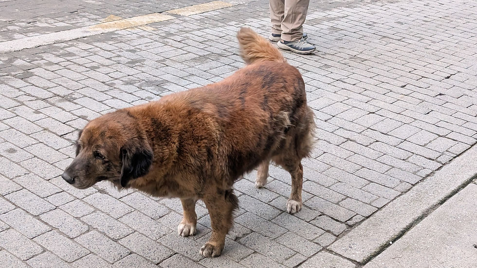 The old man of the streets keeps everything in check as the busy festival moves around him