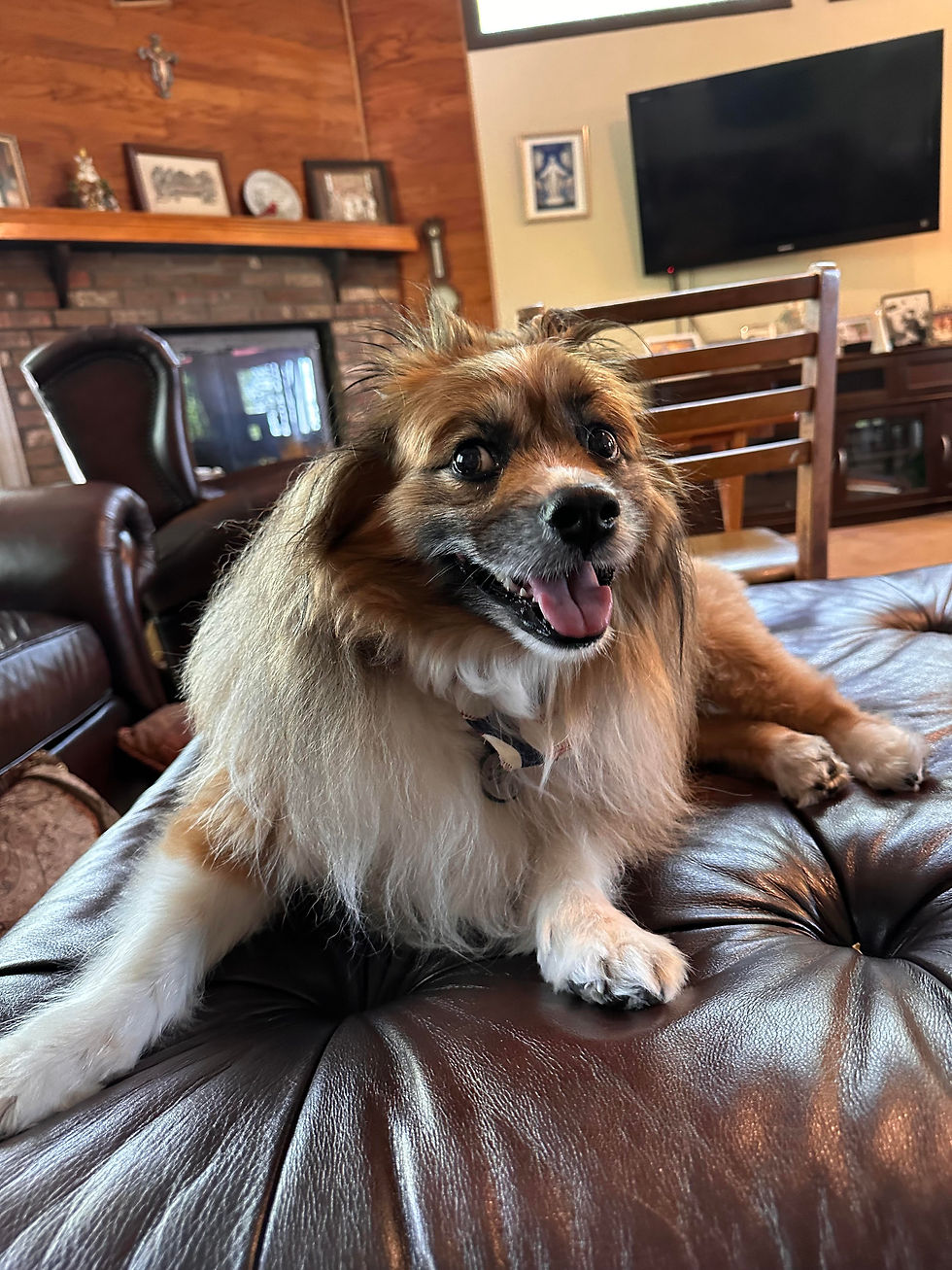 A photo of a family dog who is a corgi