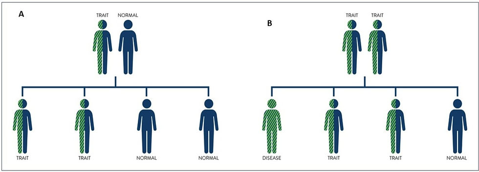 Inheritance of sickle cell disease