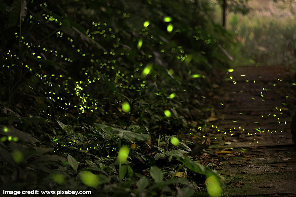 Bioluminescence Fireflies