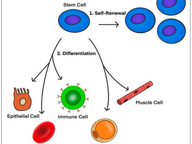 From Fertilized Egg to Advanced Therapies: The Power of Stem Cells