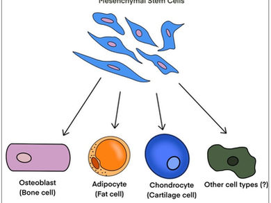 Mesenchymal Stem Cells: Pioneers in Regenerative Medicine and Immunomodulation