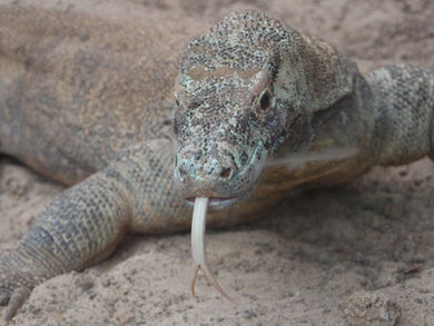 Exploring the Medical Potential of Antimicrobial Peptides from Komodo Dragon Blood