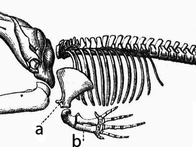 Whale Evolution: Why These Giants Still Have Hips and Knees