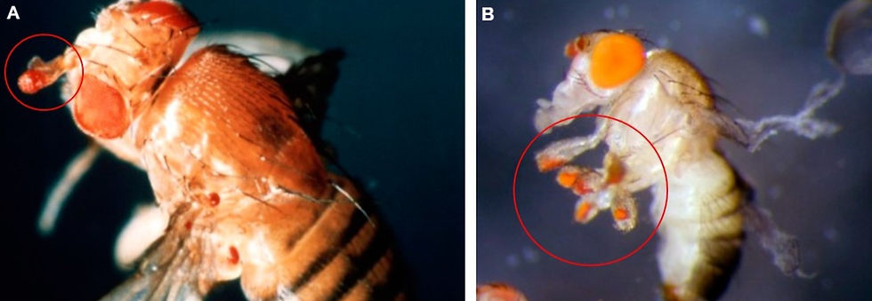 PAX6 Drosophila melanogaster