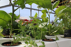 advantages-of-hydroponics.jpeg