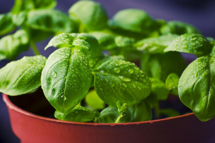 The Ultimate Guide to Growing Organic Basil from Seed