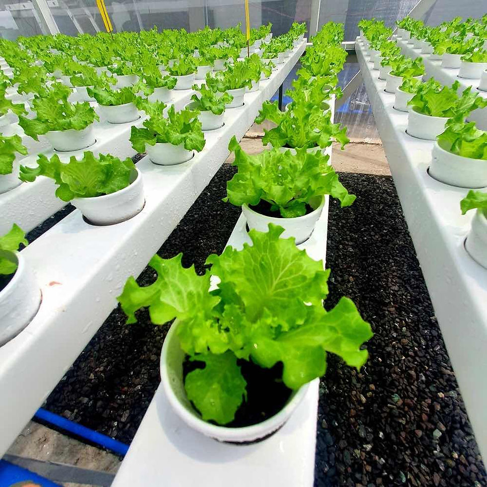 Thumbnail: Olmetie by Rijk Zwaan | Upscale Green Batavia Pelletized Lettuce Seeds | 1,000 P