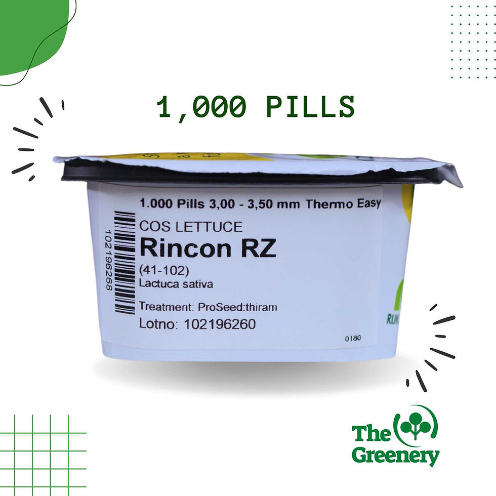 Thumbnail: Rincon by Rijk Zwaan