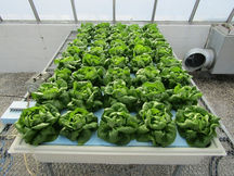 How Deep Flow Technique (DFT) Hydroponic Systems Work