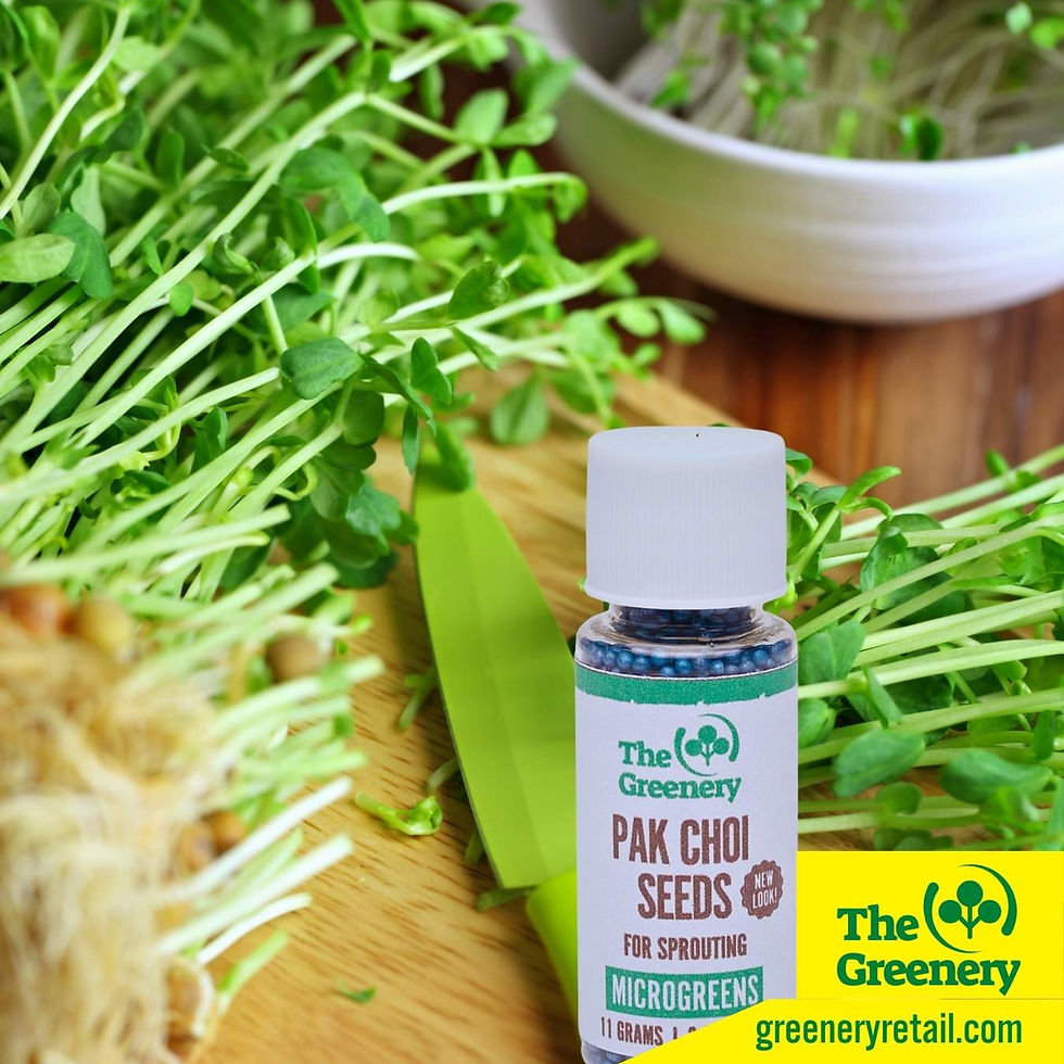 Thumbnail: Pak Choi Microgreens Sprouting Seeds