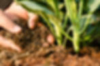 organic fertilizers
