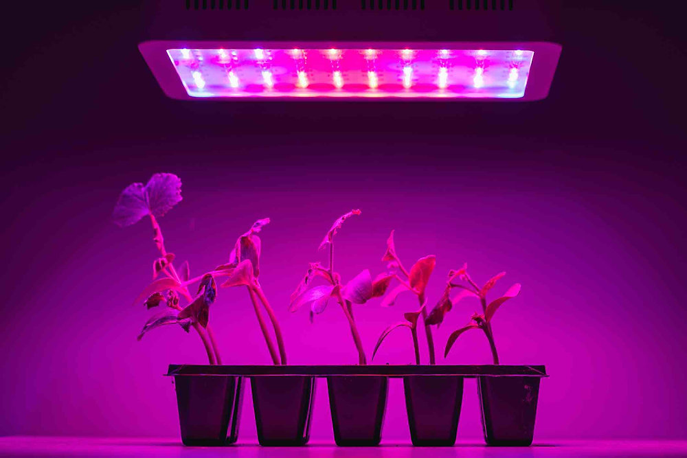 Choosing the Best Grow lights for your Indoor Plants Complete Guide