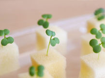 How to Use Hydroponic Grow Sponges (Horticultural Foam)