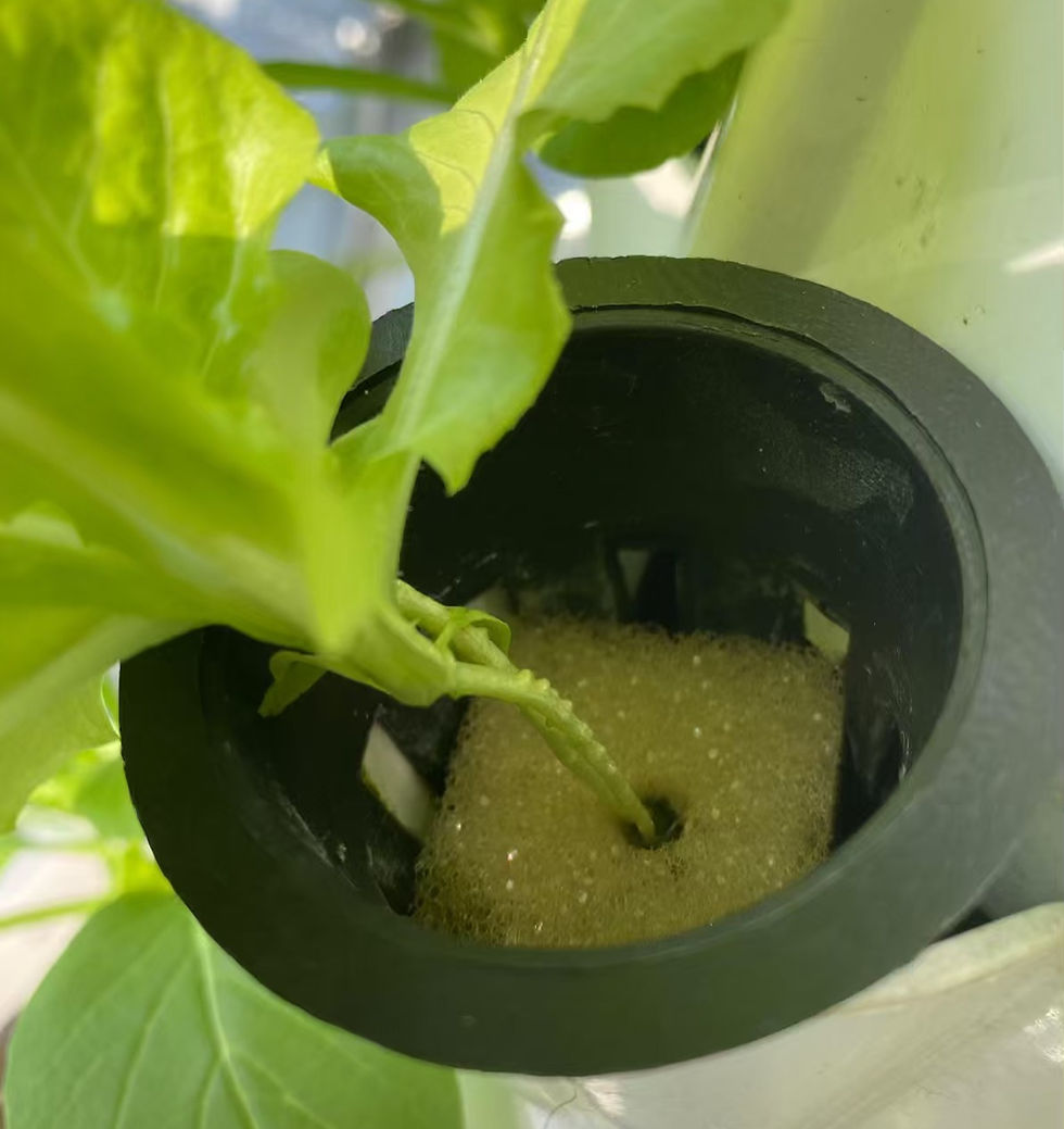 hydroponics grow sponge