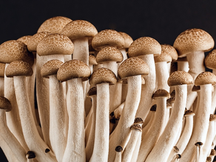 Types of Mushrooms Easy to Grow: Cultivation Tips and Nutrient Needs
