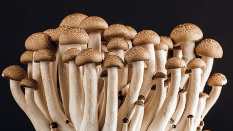 Types of Mushrooms Easy to Grow: Cultivation Tips and Nutrient Needs