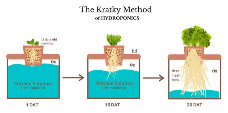 Hydroponics Kratky Method
