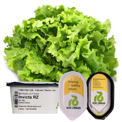 Invicta RZ Rijk Zwaan Pelletized Seeds The Greenery