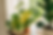Yellowing leaves in plants