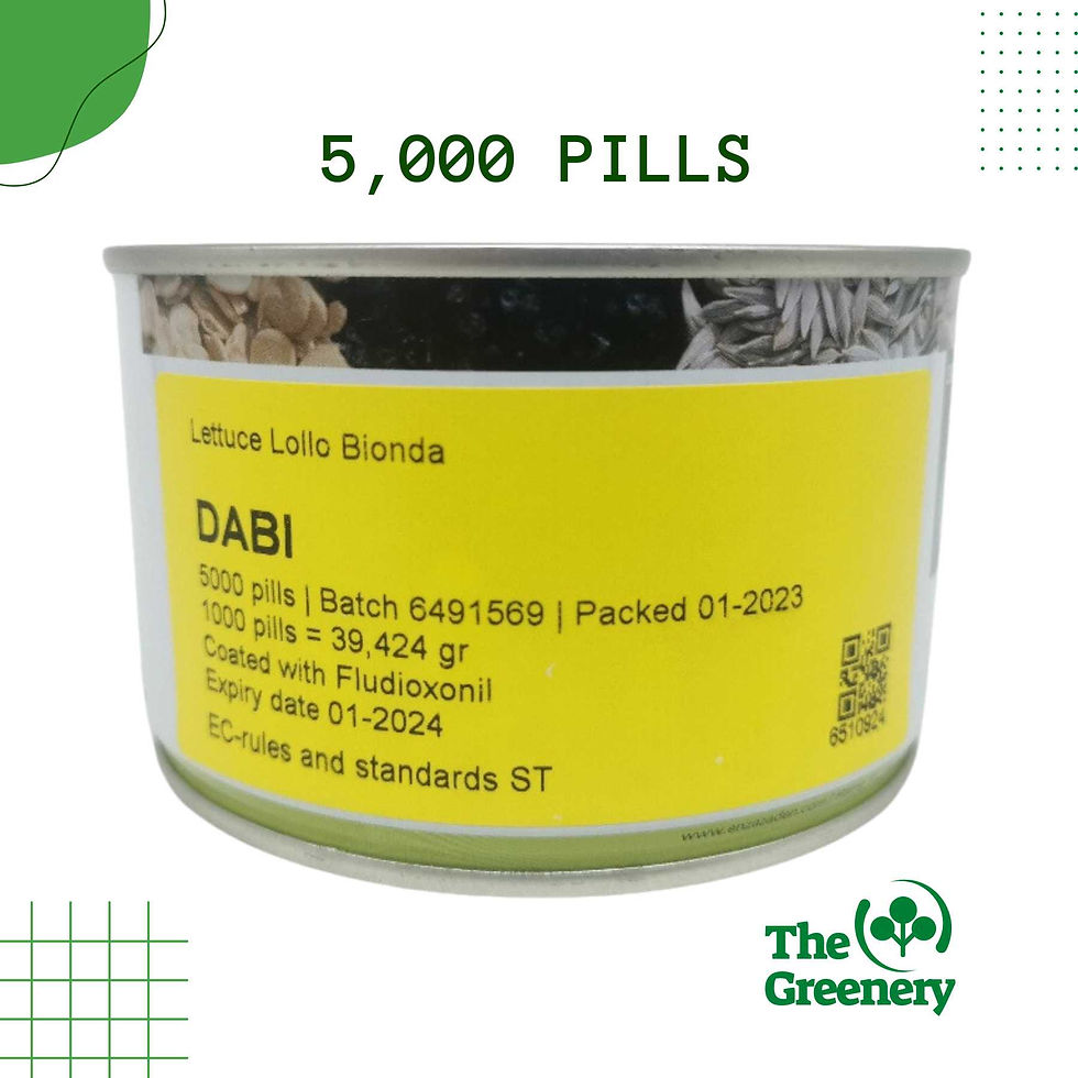 Thumbnail: Dabi by Enza Zaden | Classic Lollo Bionda lettuce seeds