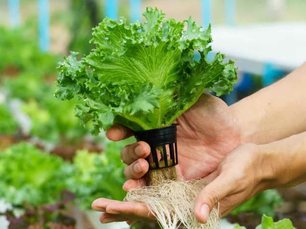 40 Vasi Rete Idroponici 2 Pollici – Cestini Per Coltivazione Idroponica, Acquaponica – Riutilizzabili