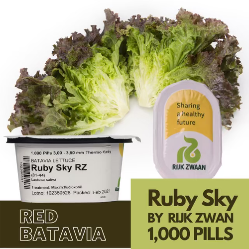 Ruby Sky by Rijk Zwaan Pelletized Seeds Red Batavia The Greenery