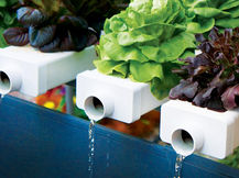 Flushing Hydroponic Systems: Nutrient Imbalance, Waste, and An Alternative Solution
