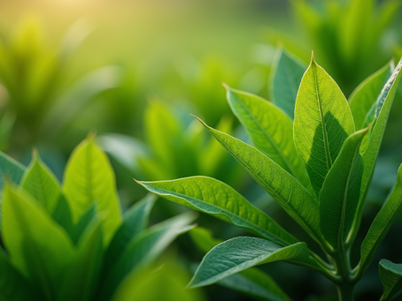 Turn Up the Heat Naturally: Aphrodisiac Herbs For Passion And Vitality