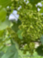 Grüner Veltliner in der ersten Blütephase Ende Mai