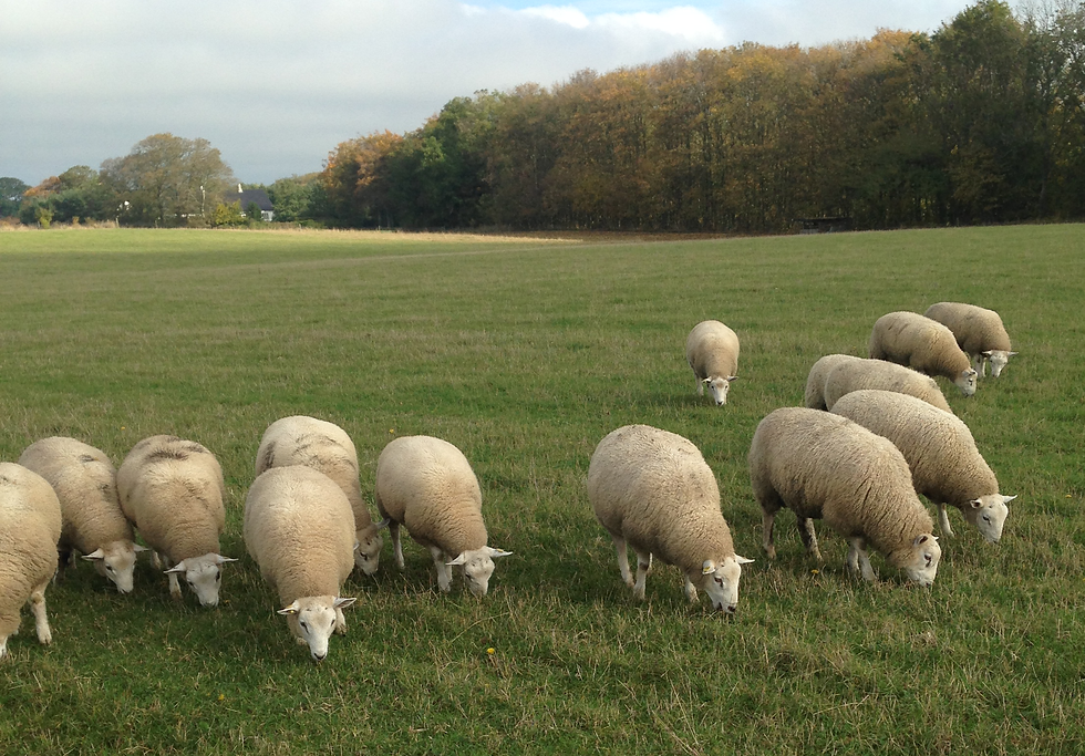 Kuregaard græssende får.png