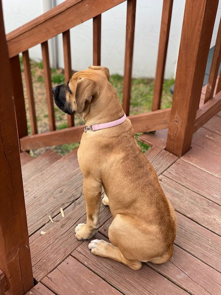 maya sitting on deck.jpg