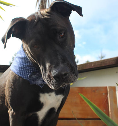 Boxer 1.jpg