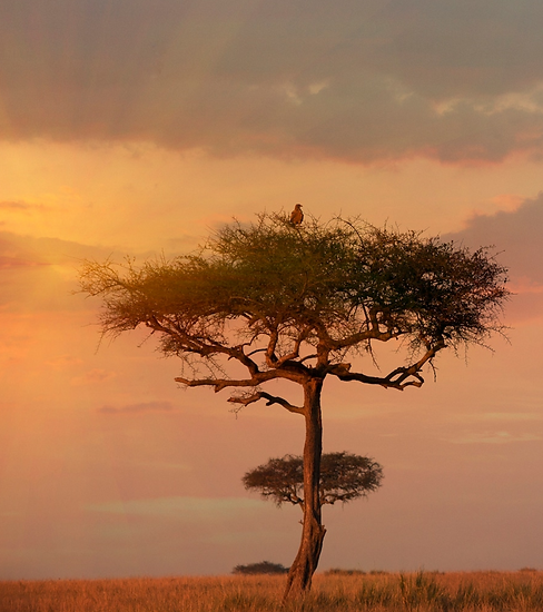 sav tree.PNG