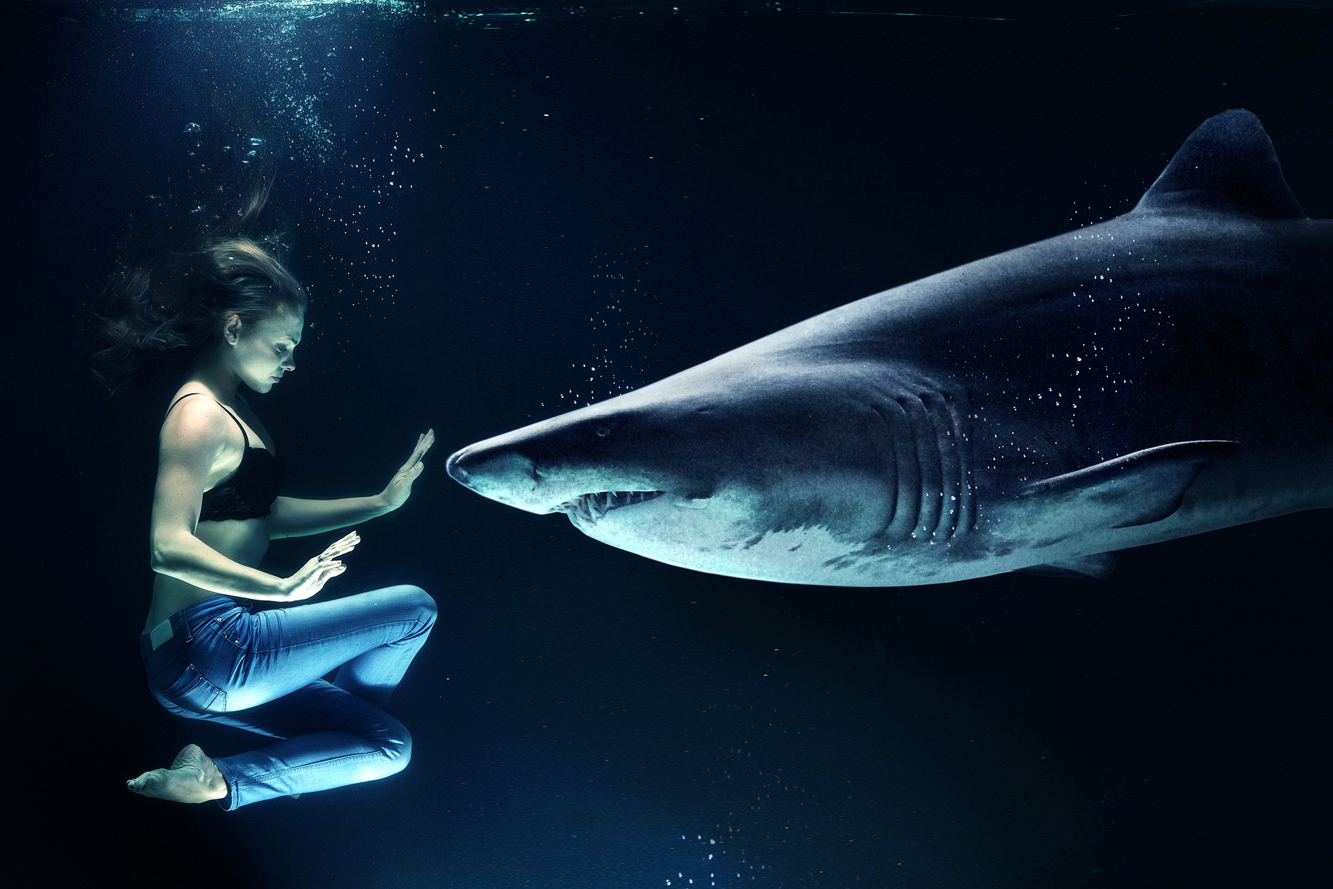 Swimming with Shark
