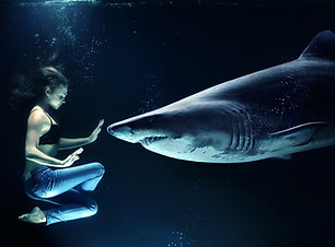 Swimming with Shark