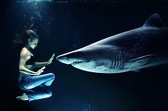 Swimming with Shark