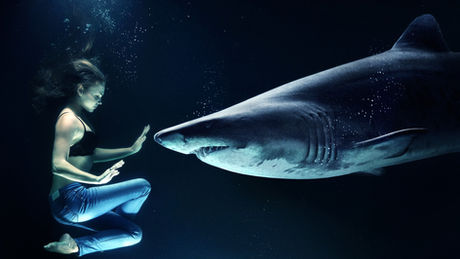 a woman diving with a shark and touching gently it's nose under water