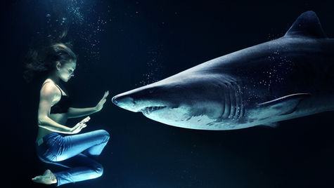 Shark Bank!
