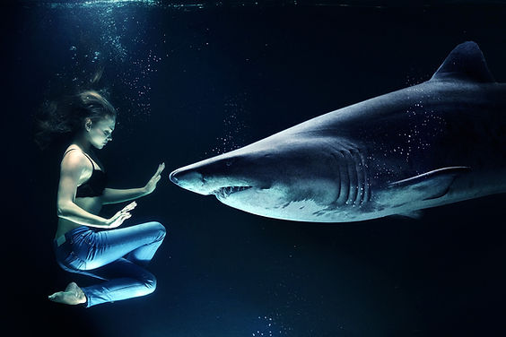 Diver Facing Shark