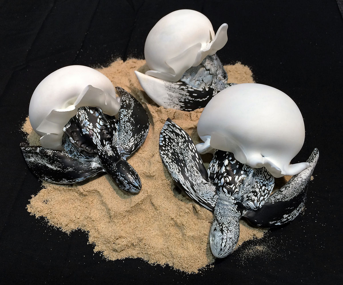 Baby Turtle Hatchling