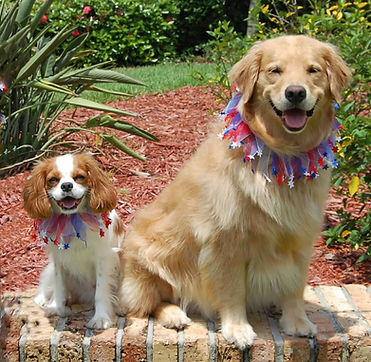 Golden Retriever and King Charles Spaniel together during in-home pet care in Jupiter FL