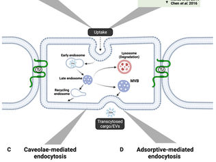 Extracellular vesicles through the blood– brain barrier: a review 